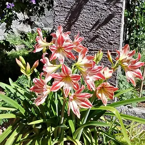 Casa Romeo Hébergement de vacances Adrano
